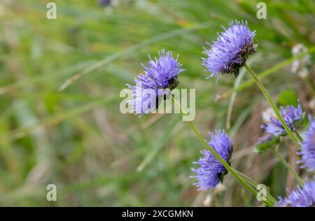 Jasione montana, punta di pecora, cofani blu, bottoni blu, pecore scabiose, margherite blu o piante fiorite di fiori di ferro Foto Stock