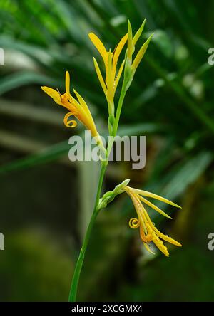 Il fiore di canna indica (Cannaceae). È originario di gran parte del Sud America, America centrale, Indie occidentali e Messico. Foto Stock