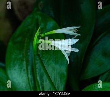 Giglio amazzonico (Eucharis grandiflora) o Urceolina x grandiflora Foto Stock