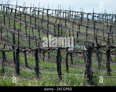 Vigneto ad Atascadero, California, Stati Uniti Foto Stock