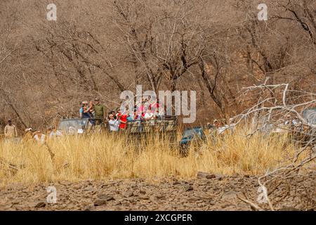 I visitatori attendono un avvistamento da un veicolo safari in canter da 20 posti pieno di avvistatori di fauna selvatica, Ranthambore National Park, Rajasthan, India settentrionale Foto Stock