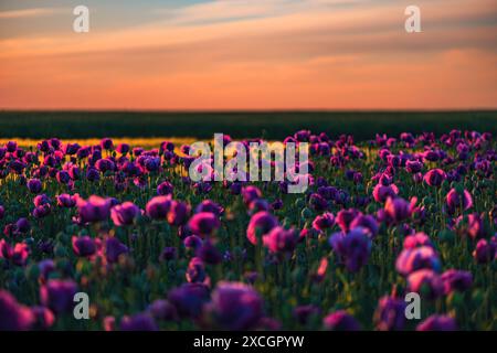 Fiori di papavero da oppio viola al tramonto, messa a fuoco selettiva Foto Stock
