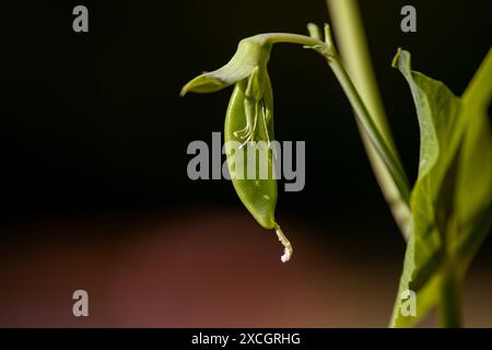 Baccello di pisello che cresce in giardino Foto Stock