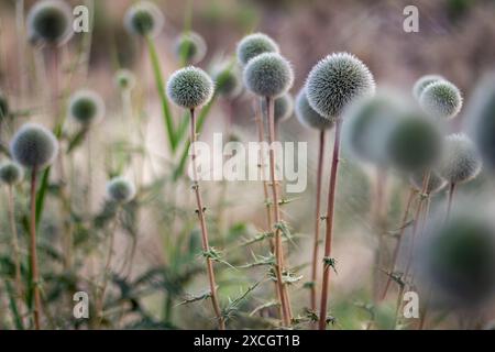 Campo del cardo globo. Foto Stock