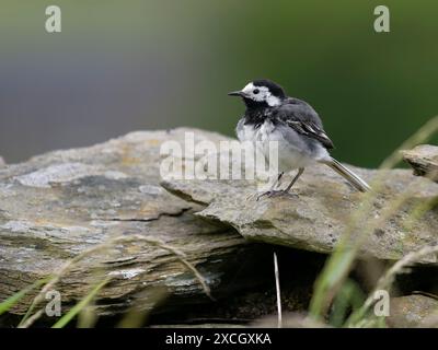 Pied wagtail, Motacilla alba, single Bird on rock, Lancashire, giugno 2024 Foto Stock