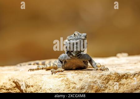 Una lucertola agama, stellagama stellio, su una roccia. Noto anche come agama roccia a coda di rondine o drago dipinto. Foto Stock