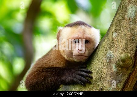 Vari cappuccini dalla fronte bianca (Cebus versicolor), specie di scimmia cappuccina gracile. Parco nazionale di Tayrona, dipartimento di Magdalena. Fauna selvatica della Colombia. Foto Stock