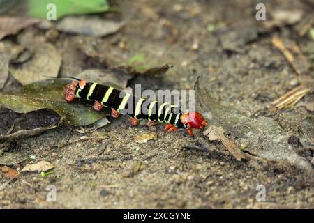 Caterpillar di Tetrio Sphinx Moth, Pseudosphinx è un genere monotipico della famiglia Sphingidae. Parco nazionale di Tayrona, dipartimento di Magdalena. Colom Foto Stock