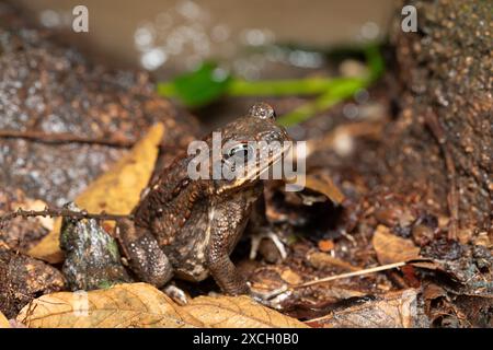 Rhinella horribilis, rospo di canna o rospo gigante che vivono in Mesoamerica e nel nord-ovest del Sud America. Parco nazionale di Tayrona, dipartimento di Magdalena. Colom Foto Stock