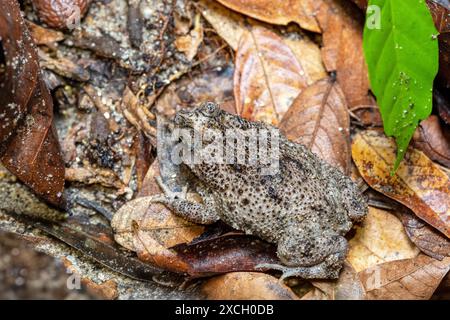 Rhinella humboldti, rospo Riveros, specie di rospo della famiglia Bufonidae. Parco nazionale di Tayrona, dipartimento di Magdalena. Fauna selvatica della Colombia. Foto Stock