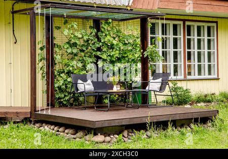 Pergola in legno fatta in casa con rampicanti di viti, mobili da giardino di colore nero, vaso con fiori gialli. Lussureggiante vegetazione estiva all'aperto in casa. Foto Stock