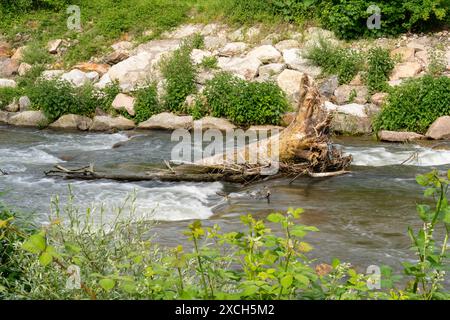 Fiume che scorre con rapide e letto di roccia, con un ceppo di albero morto in mezzo all'acqua. Piante verdi. Foto Stock