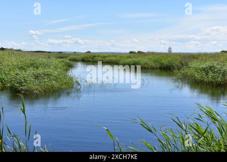 Riserva naturale delle paludi di Newport, Newport, Gwent, Galles Foto Stock