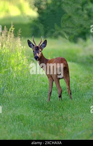 Caprioli selvatici britannici che guardano indietro Foto Stock