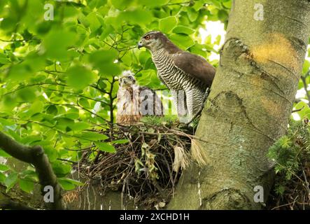 Berlino, Germania. 1 giugno 2024. 01.06.2024, Berlino. Una femmina di goshawk (Accipiter gentilis, r) si trova accanto a un giovane uccello nella sua eyrie in un albero deciduo. Con quasi un centinaio di coppie riproduttrici, la capitale tedesca è anche conosciuta come la "capitale dei goshawks". Molti degli uccelli, che sono altrimenti così timidi in natura, hanno perso parte della loro paura per gli esseri umani qui e utilizzano giardini e parchi come campi di caccia e di riproduzione come una pratica. Credito: Wolfram Steinberg/dpa credito: Wolfram Steinberg/dpa/Alamy Live News Foto Stock