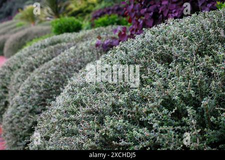 Primo piano di un fogliame verde a forma di cupola rifinito dell'arbusto sempreverde lonicera nitida. Foto Stock