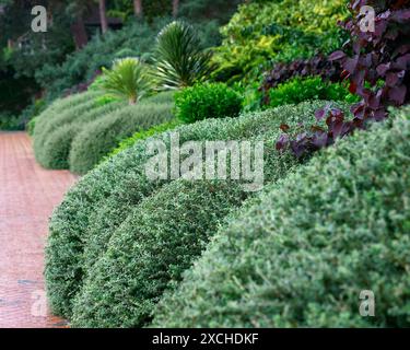 Primo piano di un fogliame verde a forma di cupola rifinito dell'arbusto sempreverde lonicera nitida. Foto Stock