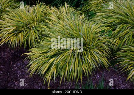 Primo piano delle strette foglie ad arco a strisce verdi dorate dell'erba ornamentale hakonechloa macra aureola. Foto Stock