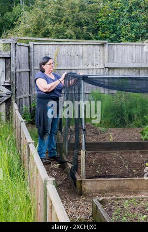 Donna che costruisce una gabbia di rete su letti rialzati di piante di brassica nel suo orto - per tenere fuori i parassiti. Foto Stock
