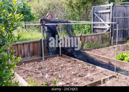 Donna che costruisce una gabbia di rete su letti rialzati di piante di brassica nel suo orto - per tenere fuori i parassiti. Foto Stock