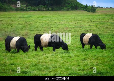 Mucche Galloway con cintura in pascolo. Camden, Maine Foto Stock