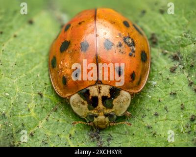 Primo piano dell'uccello asiatico su foglia verde Foto Stock