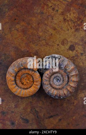 Due ricchi fossili di ammonite bruna risalenti a 165 milioni di anni fa, provenienti dal Madagascar Foto Stock