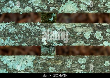 Il lichene verde blu cresce sulle banchine vintage del parco Foto Stock