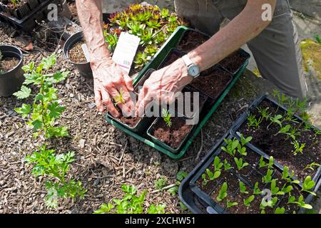 Donna anziana persona anziana che giardinaggio piantando repotando piantine da vassoi in vasi più grandi primavera giardino di maggio Carmarthenshire Galles Regno Unito KATHY DEWITT Foto Stock