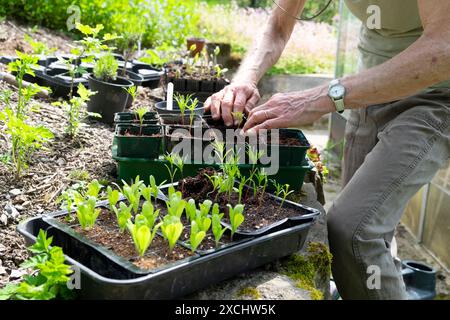 Donna anziana persona matura in vaso da giardino calendula cosmo piantine da un vassoio in compost senza torba fino a vasi più grandi primavera UK KATHY DEWITT Foto Stock