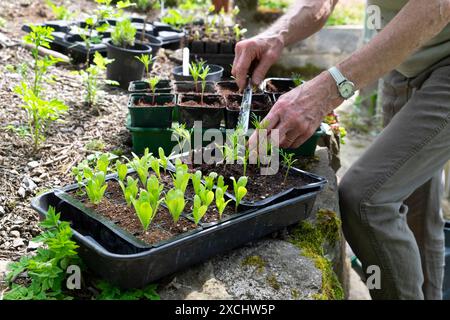 Donna anziana persona anziana in giardino che reinventa le piantine cosmo dai vassoi in vasi più grandi primavera giardino di maggio Carmarthenshire Galles Regno Unito KATHY DEWITT Foto Stock