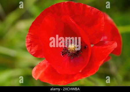 Corn Poppy (Papaver rhoeas) fiore rosso con stigma e stami Foto Stock