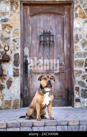 Staffordshire terrier in posa accanto a un ingresso all'aperto per un ritratto naturale Foto Stock