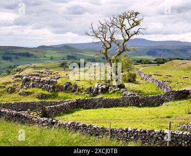 Vista su Winskill, Langcliffe, verso Ingleborough, Yorkshire Dales National Park. Ingleborough si vede all'orizzonte. Foto Stock