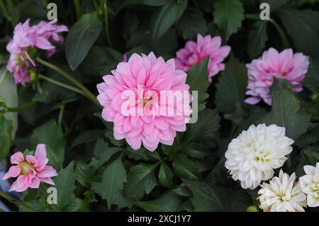 Copenaghen / Danimarca / 17 giugno 2024 / Fiori e piante sono piantati in decoarte strada danese per la salute e bell'aspetto della zona e delle strade foto. Francis Joseph Dean/Dean Pictures non per uso commerciale Foto Stock