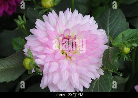 Copenaghen / Danimarca / 17 giugno 2024 / Fiori e piante sono piantati in decoarte strada danese per la salute e bell'aspetto della zona e delle strade foto. Francis Joseph Dean/Dean Pictures non per uso commerciale Foto Stock