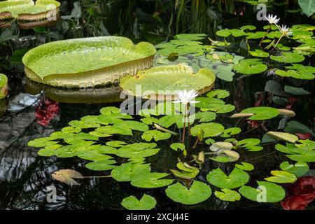Il New York Botanical Garden, situato nel Bronx, è un museo vivente, un'istituzione educativa e un'attrazione culturale iconica, Stati Uniti 2024 Foto Stock