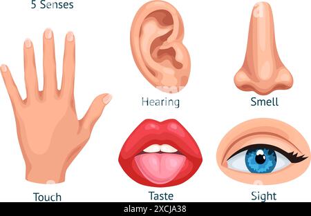 Organi di rilevamento dei cartoni animati. Cinque sensi e sensazioni organo sensoriale umano, gusto odore udito tatto visione bocca lingua orecchio naso occhio mano, 5 icone sens ingegnoso illustrazione vettoriale Illustrazione Vettoriale