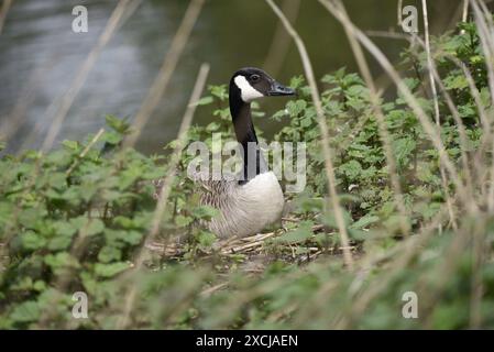 Canada Goose (Branta canadensis) seduta su un nido in vegetazione profonda sul lato di un lago, ripresa nel Regno Unito a maggio Foto Stock