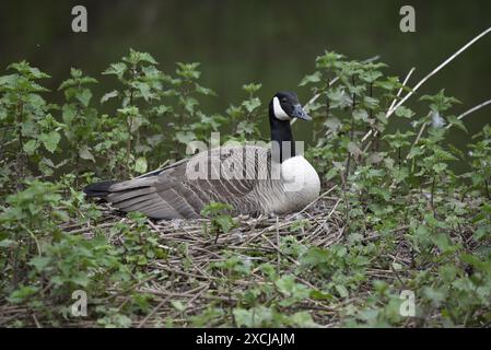 Canada Goose (Branta canadensis) seduta su un nido a profilo destro, sulla vegetazione a lato di un lago su una riserva naturale nello Staffordshire, Regno Unito Foto Stock