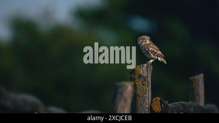 Athene noctuahe siede su una bella recinzione di legno e guarda fuori per il cibo, la migliore foto. Foto Stock