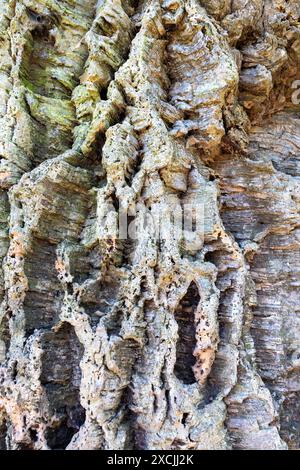 Primo piano del tronco di quercia di sughero realizzato in Francia in primavera Foto Stock