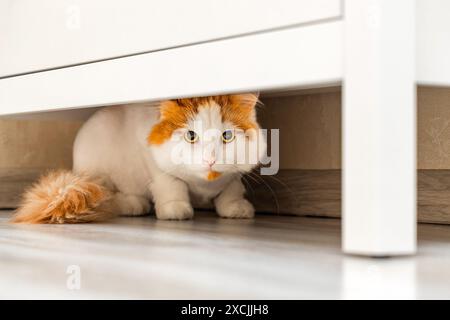 il gatto rosso si nasconde sotto l'armadio dalle persone. il gatto si nasconde sotto l'armadio. timido gatto. Foto di alta qualità Foto Stock