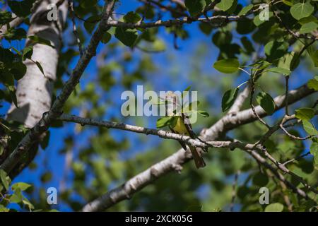 Ottimo flycatcher crestato in una mattina di giugno nel Wisconsin settentrionale. Foto Stock