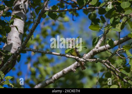 Ottimo flycatcher crestato in una mattina di giugno nel Wisconsin settentrionale. Foto Stock