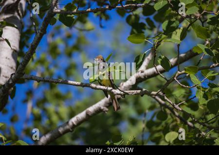 Ottimo flycatcher crestato in una mattina di giugno nel Wisconsin settentrionale. Foto Stock