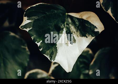 edera algerina "Gloire de Marengo". Pianta da scalatore sempre aggrappante con grandi foglie di verde scuro lobato e bianco grigio-verde. Che possa giardinare le piante. Foto Stock