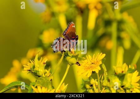 Ammiraglio bianco o porpora macchiata rossa (Limenitis arthemis) specie di farfalle nordamericane. Foto Stock
