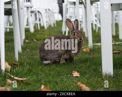 Un coniglio seduto in erba verde sotto 185 sedie bianche vuote installazione d'arte che ricorda 2011 vittime del terremoto a Christchurch, South Island, New Zea Foto Stock