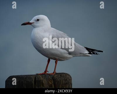 Foto dettagliata di un gabbiano dal becco rosso animale marino Chroicocephalus novaehollandiae scopulinus seduto su palo di legno con sfondo sfocato, Crom Foto Stock